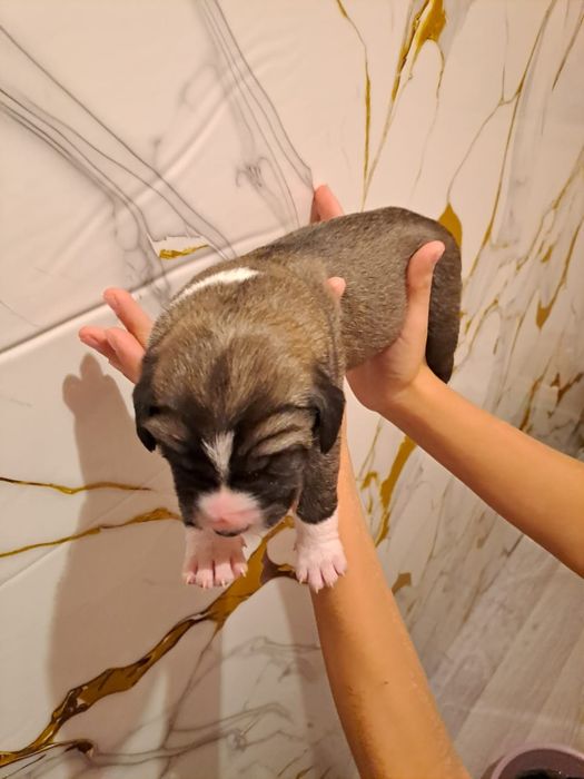 төбет күшік 3 апталық