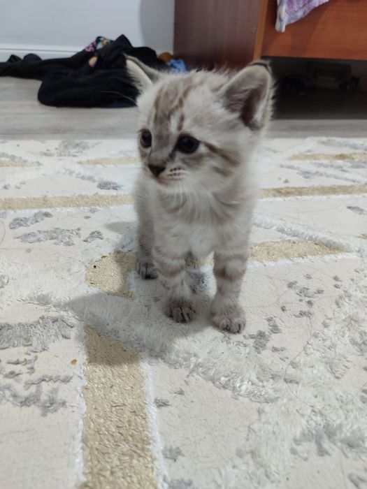 Срочно продается котяты!
