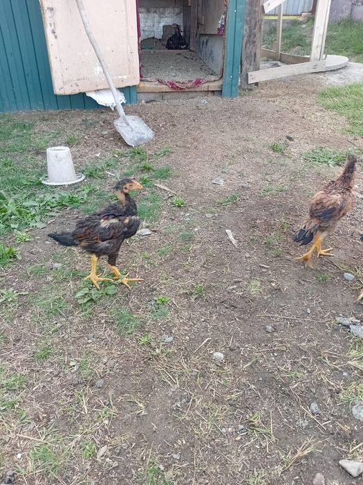 Даканы шамо карея