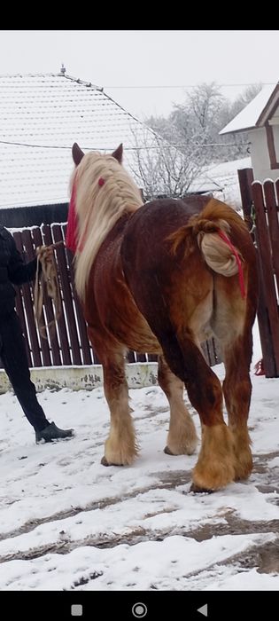 Vând mânz de 3 ani