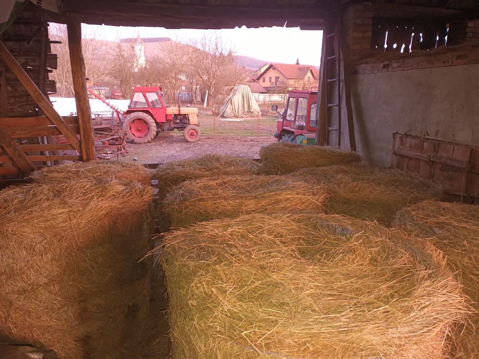 Baloți de lucernă cu fân