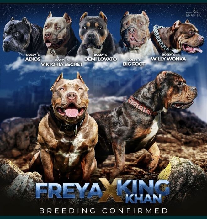 Американско були ХЛ/American Bully XL