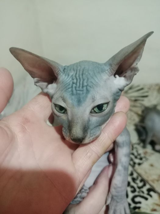 Конадский сфинкс