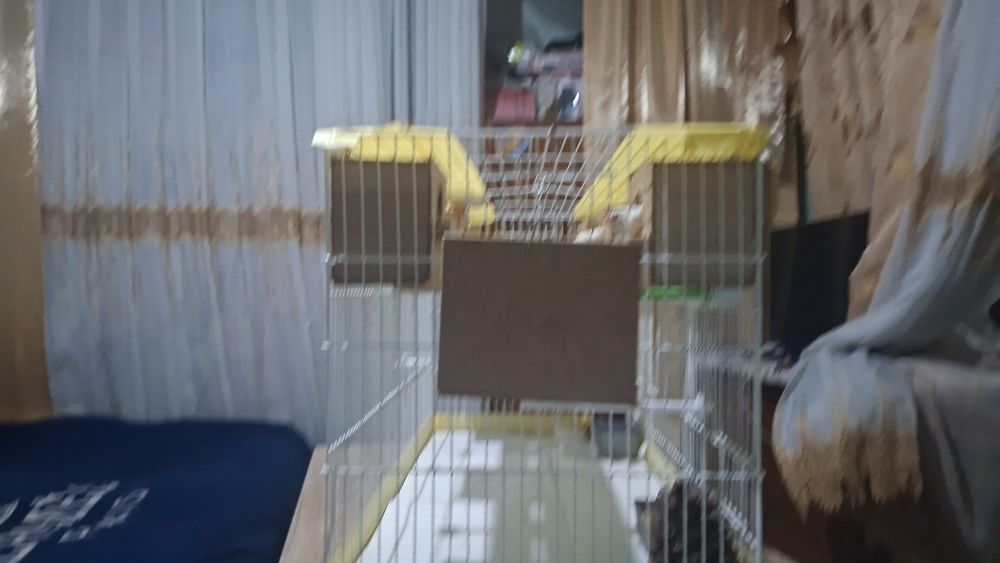 Амадинка кушлар 8 та