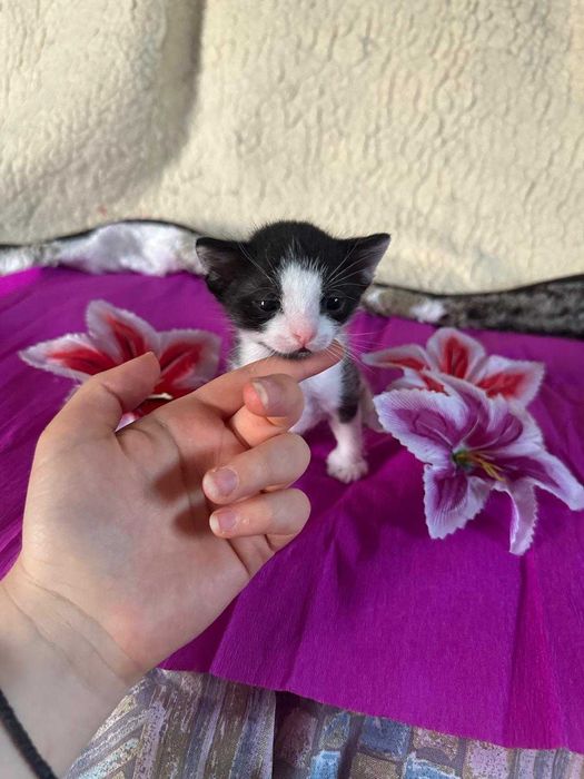 3 pisoi spre adoptie