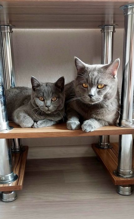 Британский  Котёнок Мальчик