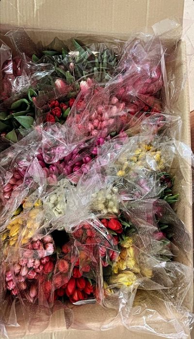 Продам  тюльпаны