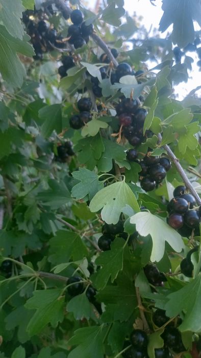 Смародина кора адрес шофиркон