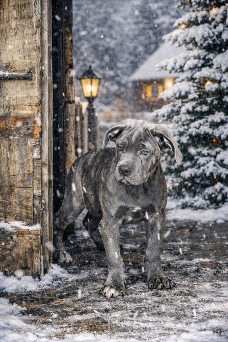 Щенок кане корсо