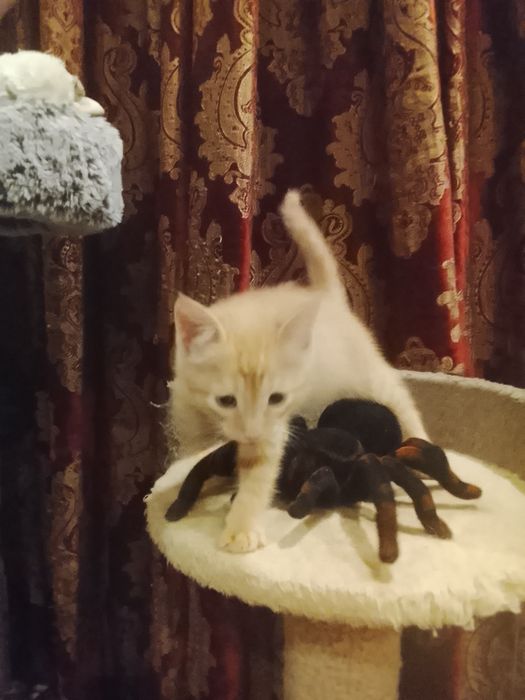 Котёнок рыжий 2.5 месяца в хорошие руки. Родился в домашних условиях