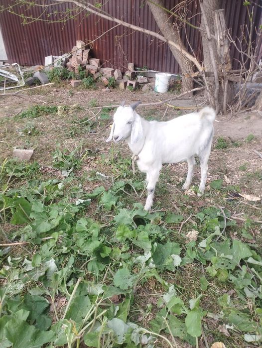 Продам козлика нубийской породы