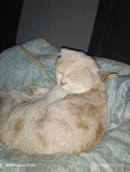 Skotsh fold sotiladi