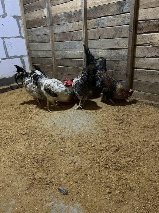 Продаю домашних петухов