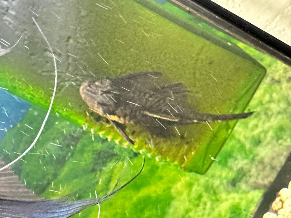 Продам аквариум с рыбками!!!