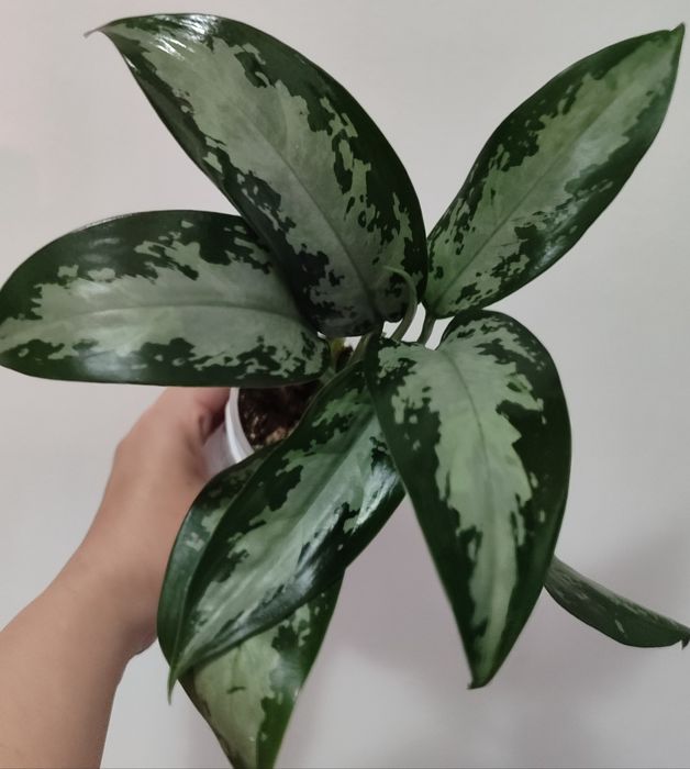 Тайские Аглаонемы