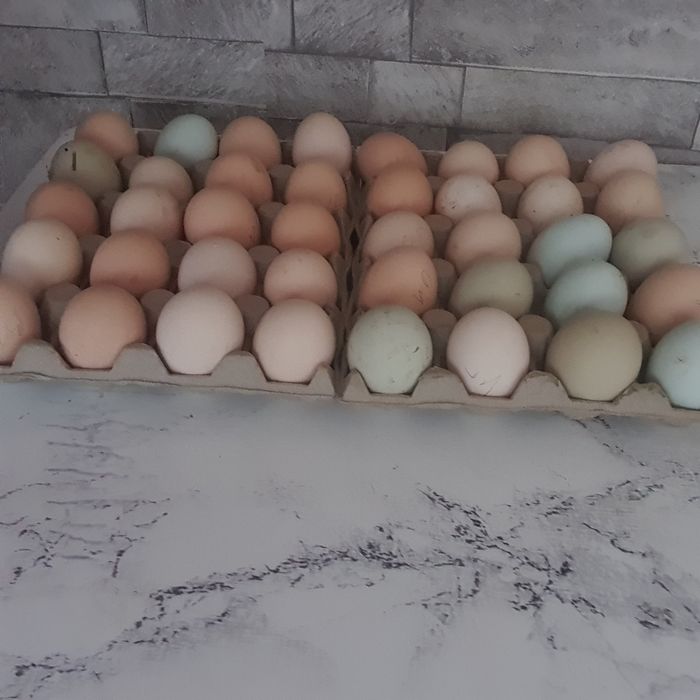 Ouă pentru consum