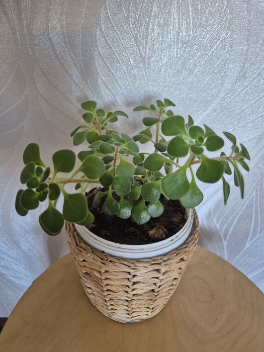 Дерево любви (аихризон)