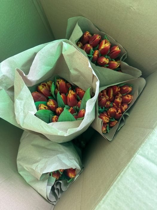 Тюльпаны оптом и в розницу