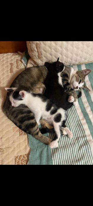 Котета търсят дом