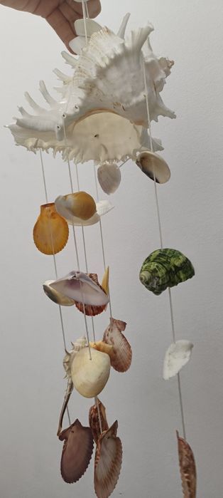 "Carusel" de scoici naturale  super frumoase