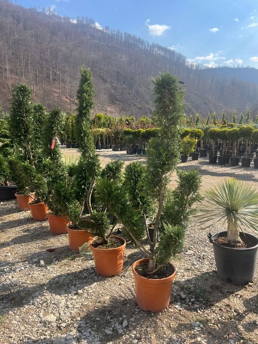 Plante ornamentale tuia leylandii smarald măslini