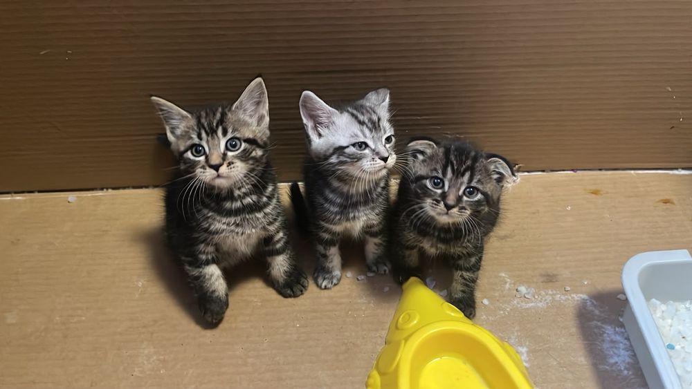 Продам милых,красивых котят.