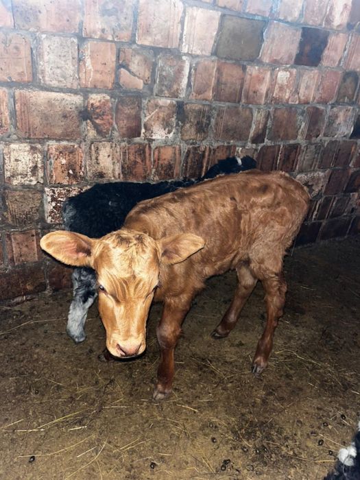 Бұзаулы сиыр сатылады