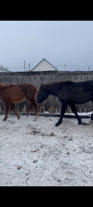 Продам жеребят.   .