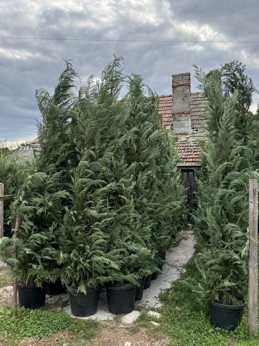 Cupressocyparis leylandii ( tuia ) pentru gard viu, dimensiuni de la 1.50 pana la 3.50-4.00m transport cu masini personale gratuit cu plata la livrare