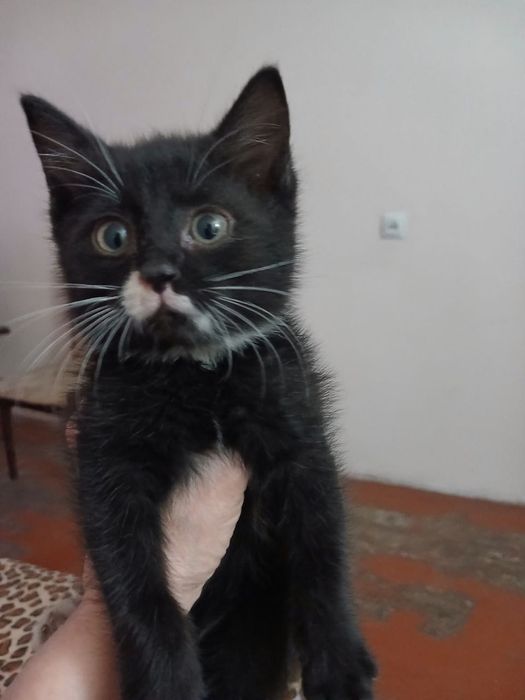 Маленькие котята ищут семью