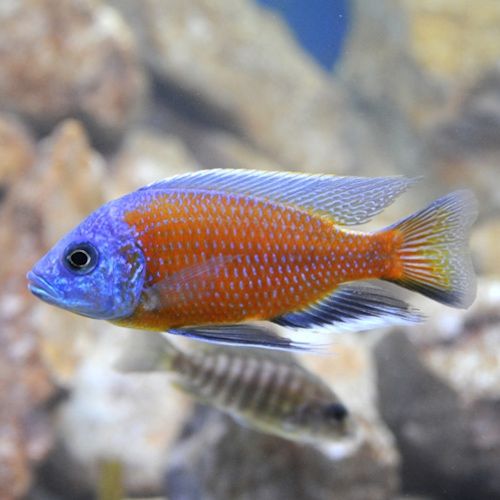 Продам цихлид Каданго