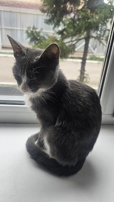 Котенок в добрые руки
