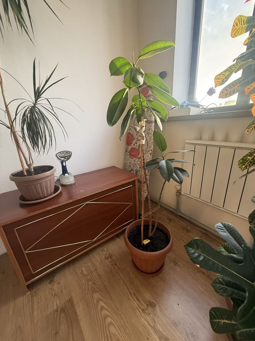 Продается комнатные растения (домашние цветы)