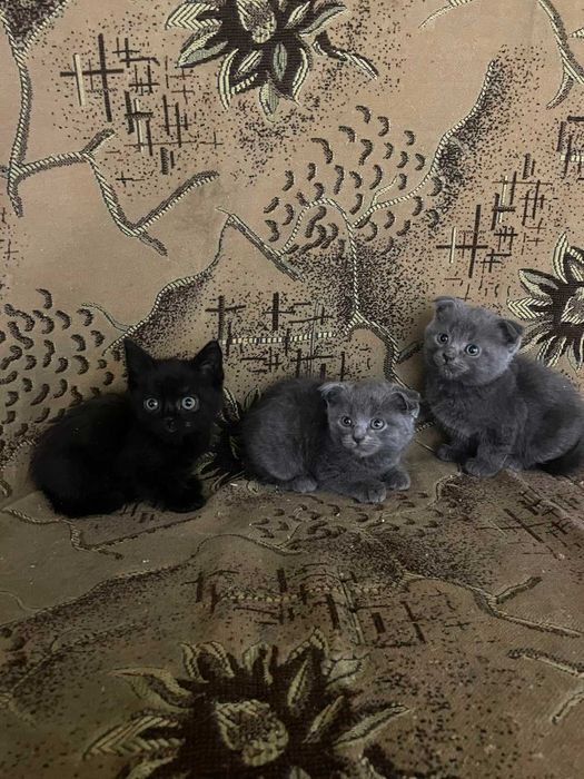 Продам Котят Британских