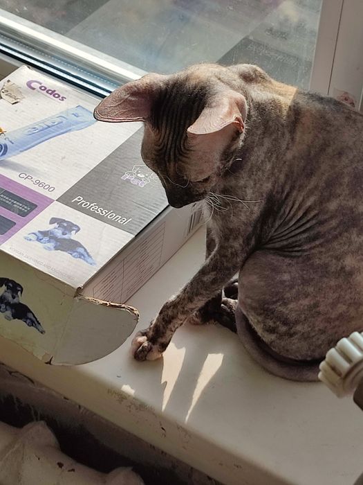 Продам кошечку донского сфинкса