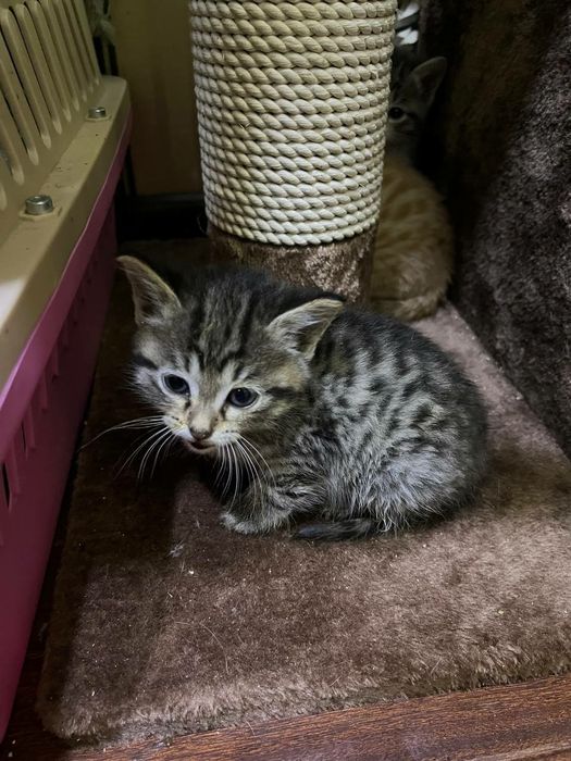 Котята в самые добрые руки