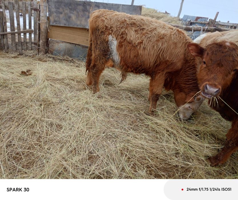 13 баспақ бұқа сатам