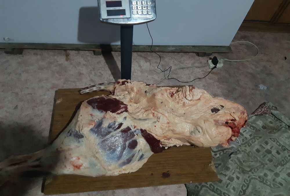 Жылқы ,сиыр еті сатылады!