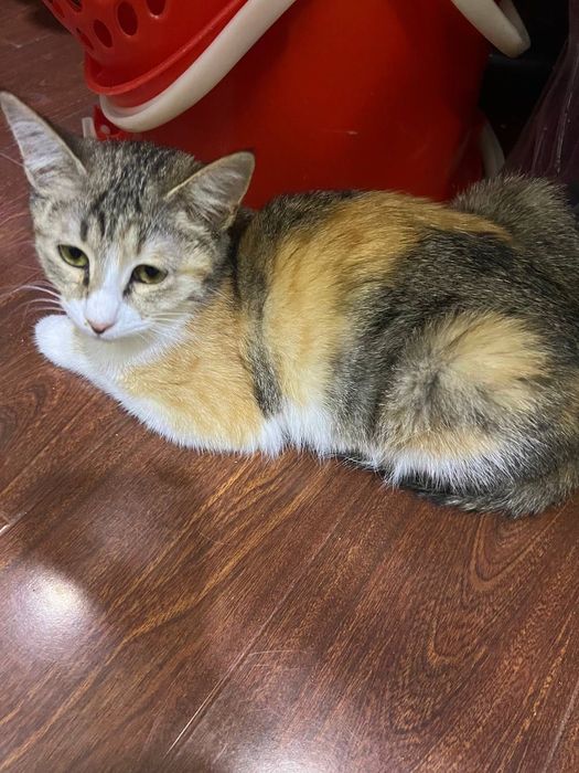 Бесплатно котята в добрые руки