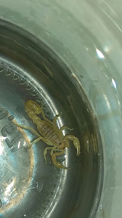 Продам живого скорпиона