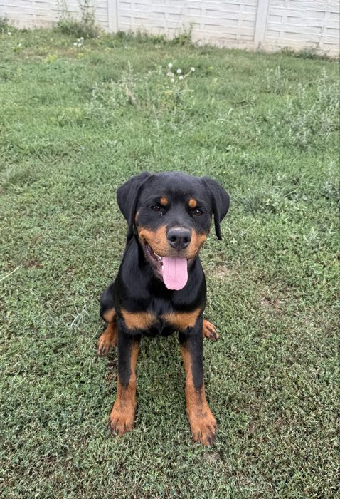 Pui Rottweiler femela cu pedigree FCI