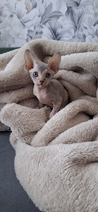 Донские Сфинксы.  Голубоглазые .