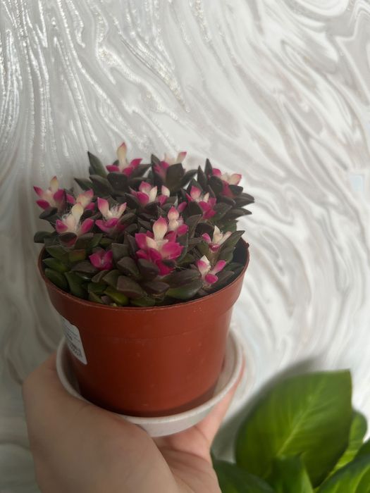 Растение обмен или продам