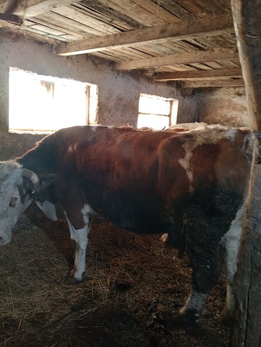 Vacii și vitei intercati