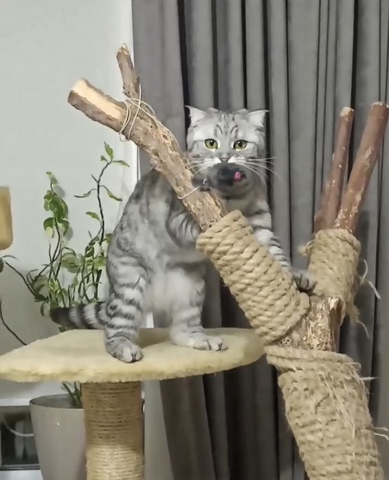 ПЕРЕДЕРЖКА Кошек Зоогостиница