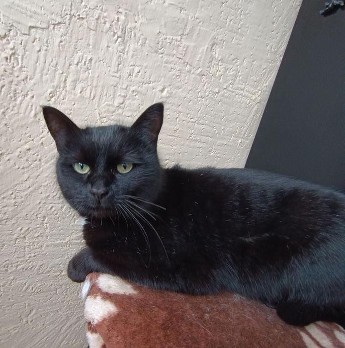 Отдам взрослого кота.