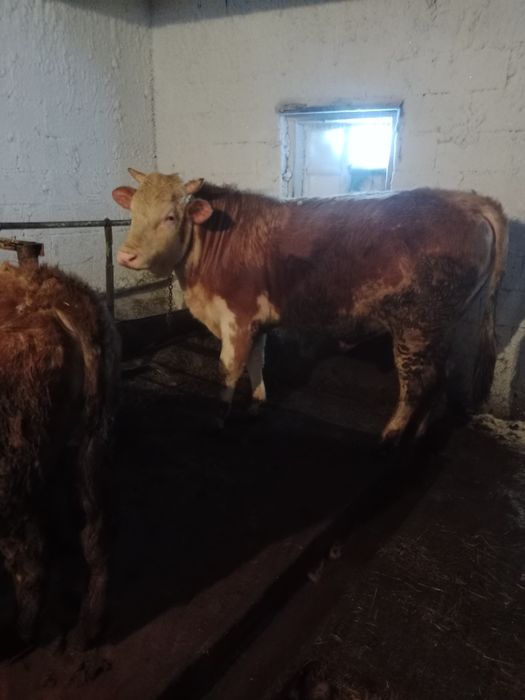 Продам Бык 2 годовалый