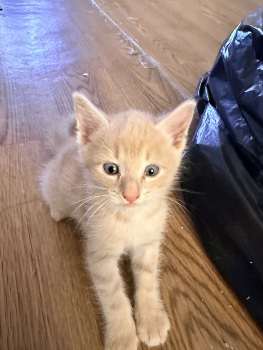 отдаю котят в добрые руки 4 шт