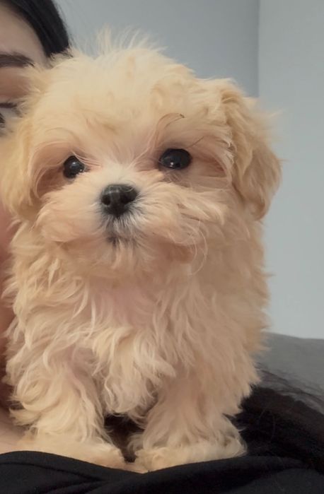 Щенок мальтипу Ф1