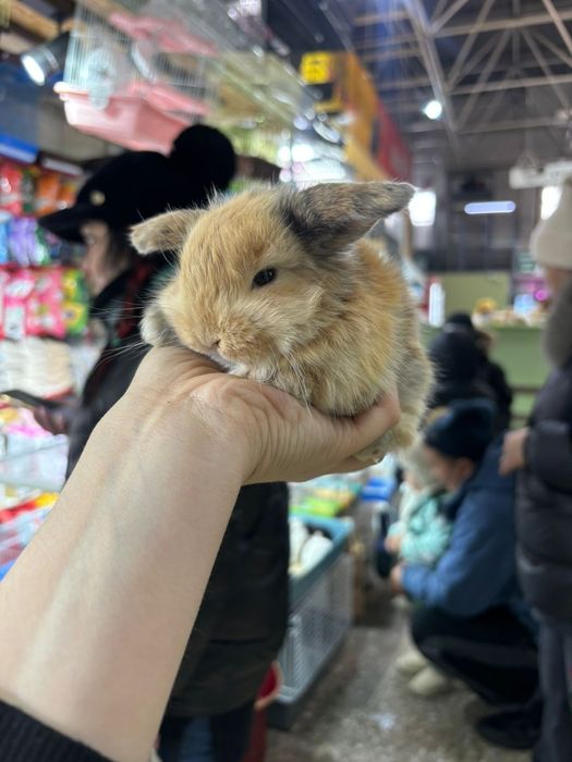 Кролики декоративные